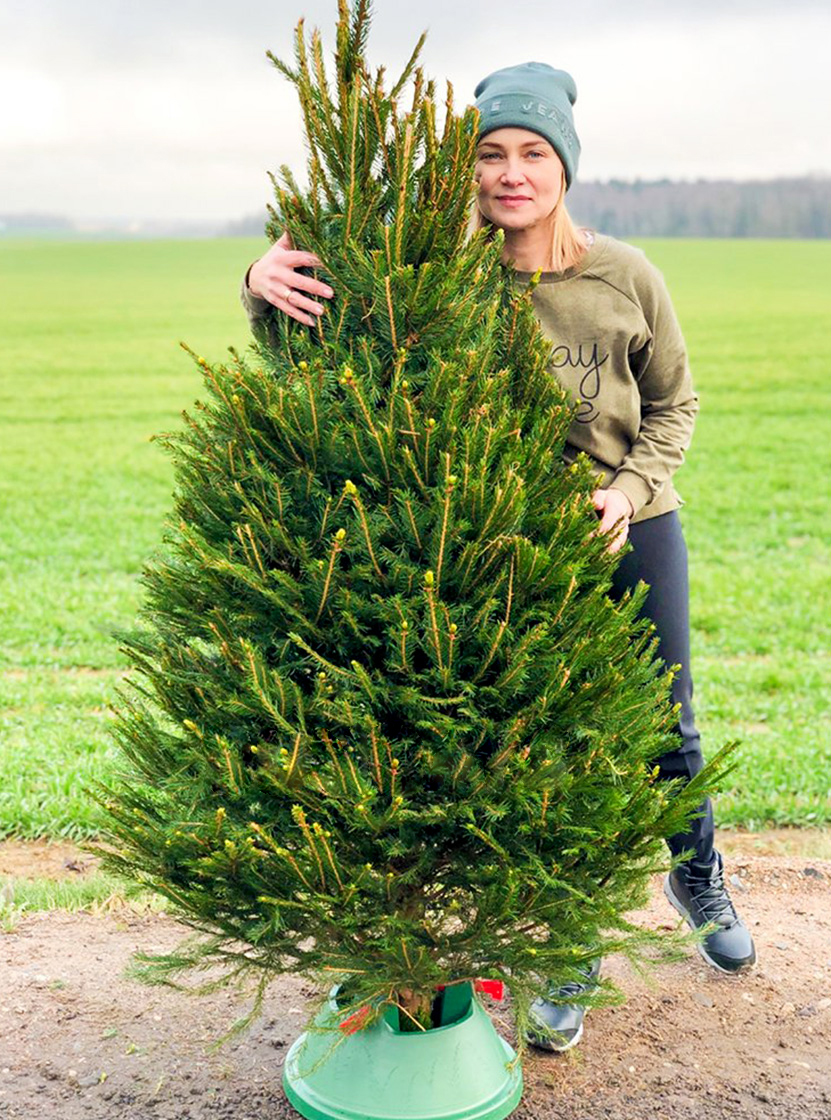 Живая датская новогодняя елка (Abies, срезанная) 1,7-2,0м