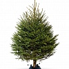 Живая датская новогодняя елка (Abies, срезанная) 2-2,2м