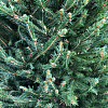 Живая датская новогодняя елка (Abies, срезанная) 1,5-1,7м