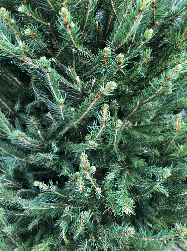 Живая датская новогодняя елка (Abies, срезанная) 1,5-1,7м