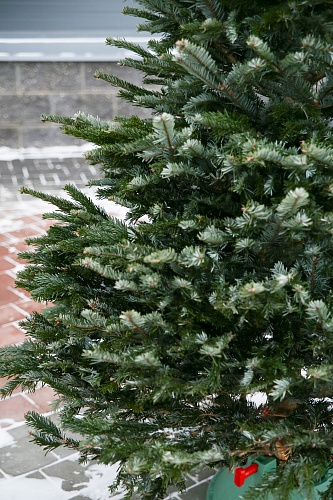 Живая датская елка (пихта Нордмана, срезанная) 1,7-2,0м премиум