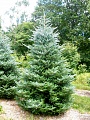 Живая датская елка (пихта Нордмана, срезанная) 3,5-4,0м премиум