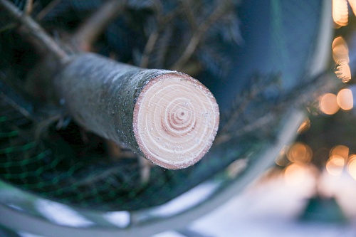 Живая датская елка (пихта Фразера, срезанная) 2,0-2,2м премиум
