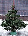 Живая датская елка (пихта Нордмана, срезанная) 1,0-1,2м премиум