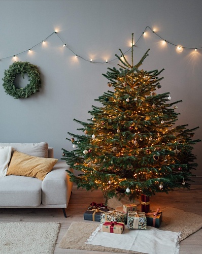 Живая датская елка (пихта Нордмана, срезанная) 1,7-2,0м премиум